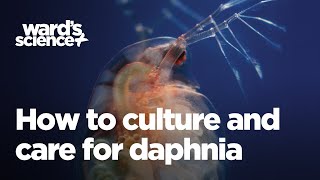 Caring and Culturing for Daphnia [upl. by Reagen]