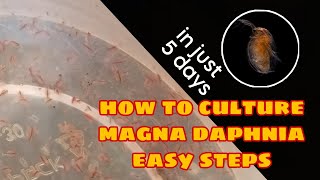 How to Culture Magna Daphnia Easily [upl. by Yarahs194]