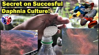 How to Culture Daphnia Successfully [upl. by Longerich]