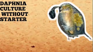 HOW TO CULTURE DAPHNIA NATURALLY WITHOUT A STARTER [upl. by Parrott]