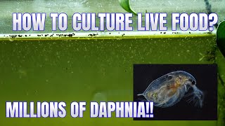 How to Culture Daphnia Secret Method to Breed MILLIONS  Simply Aquatic [upl. by Riha]