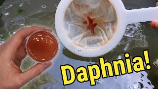 How I Culture Daphnia In Outdoor Tubs [upl. by Elrebma]