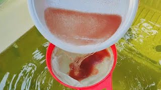 How to culture daphnia  Daphnia culture  How to grow daphnia outdoor [upl. by Hsevahb]