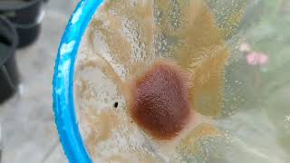 How to culture daphnia moina in a small container Part 1 English Subtitle [upl. by Michelsen543]