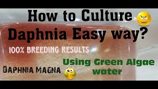 Daphnia MagnaHow to Culture Daphnia Easy wayCulturing Daphnia using Green water Daphnia [upl. by Kal]