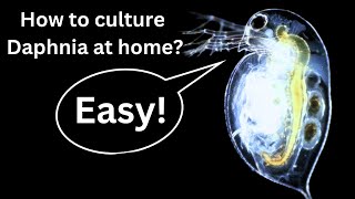 BEST Live Fish Food Beginner guide How to Culture Daphnia at home [upl. by Llemrej914]