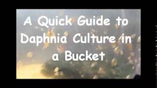 How to culture daphnia outside [upl. by Bartlet664]