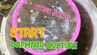 How to culture daphnia moina the easy way 1  Starting the Daphnia culture [upl. by Fatma179]