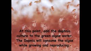 Daphnia  How to grow daphnia in your home [upl. by Duvall434]