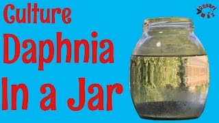 How to Culture Daphnia in a Jar [upl. by Primaveria]