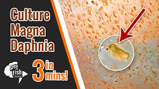 How to culture DAPHNIA MAGNA  The easy way [upl. by Neimad663]