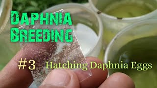 Daphnia Culture made simple and easy 3  Hatching Daphnia eggs [upl. by Attecnoc]