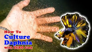 How to Culture Daphnia with ZERO Cost  Unlimited Live Food For Our Fish [upl. by Marlene139]