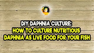 DIY Daphnia Culture How to Culture Nutritious Daphnia as Live Food for Your Fish [upl. by Gardy392]