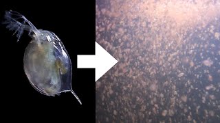 How I Culture Daphnia [upl. by Groome940]