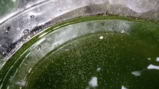 DAPHNIA MOINA CULTURE IN A SMALL BUCKET [upl. by Marlyn286]