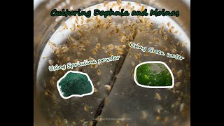 How To Culture Daphnia and Moinas using Green Water Spirulina powder [upl. by Benedetta]