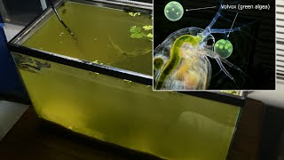 Raising Daphnia for the Freshwater Aquarium [upl. by Mcnamara]