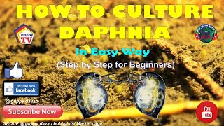 HOW TO CULTURE DAPHNIA In Easy Way [upl. by Junko]